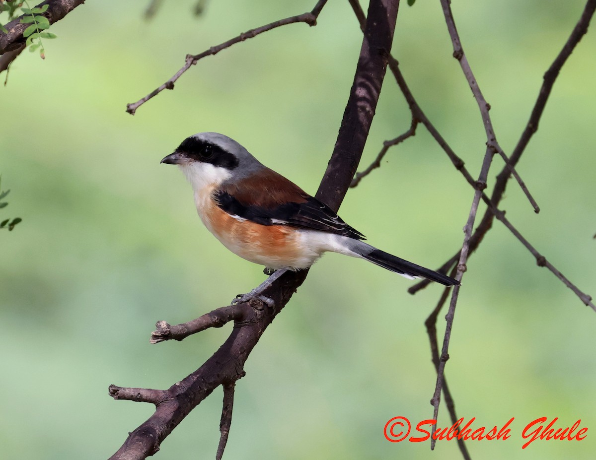 Bay-backed Shrike - ML643756395