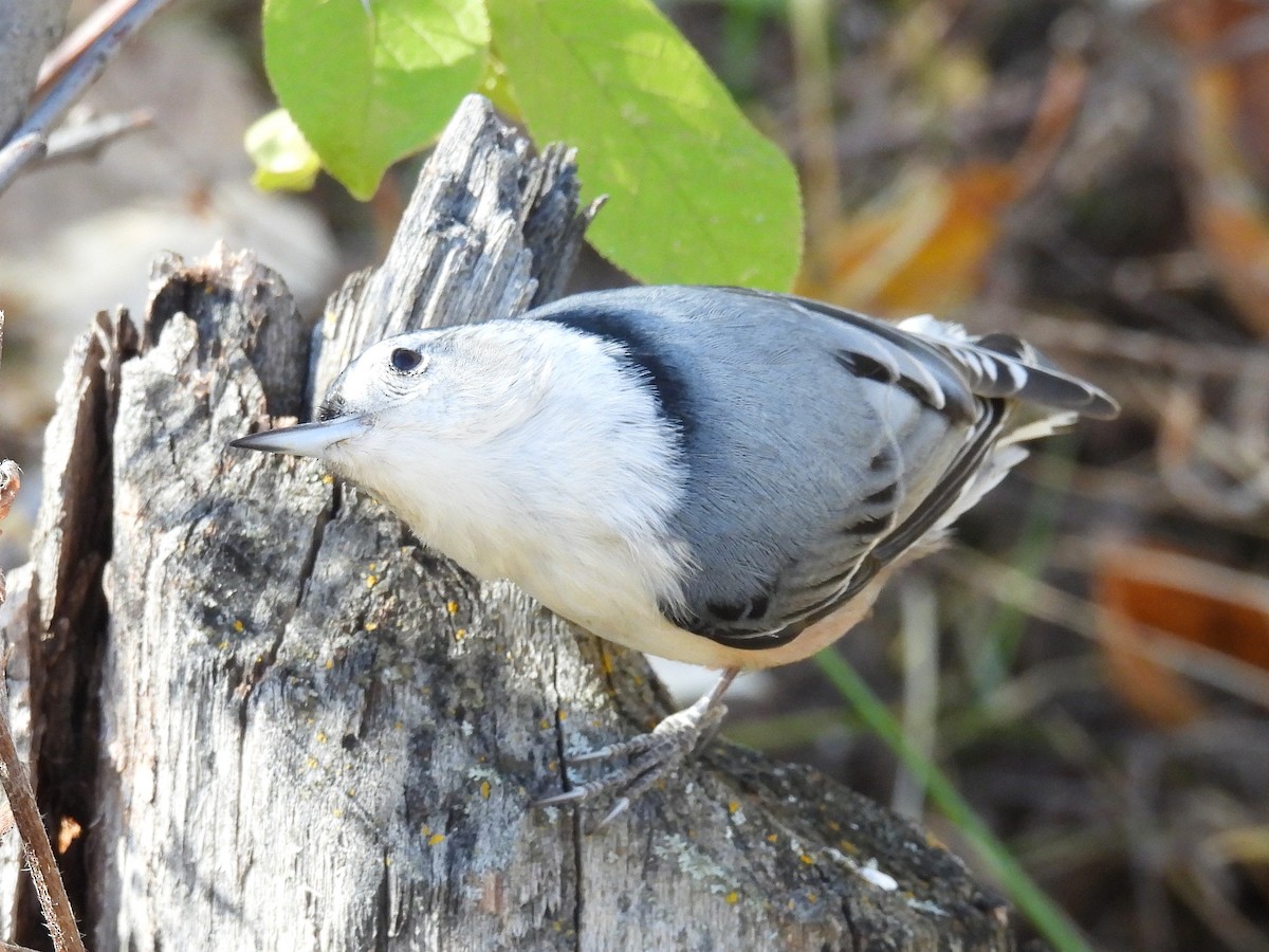 White-breasted Nuthatch - ML643756396
