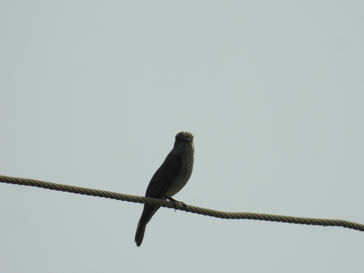Spotted Flycatcher - ML643756405