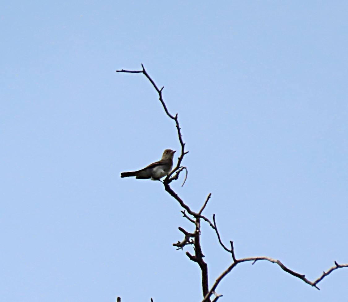 Blasskehl-Schnäppertyrann - ML643756412