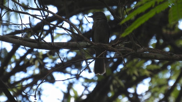 Grayish Mourner - ML643756428