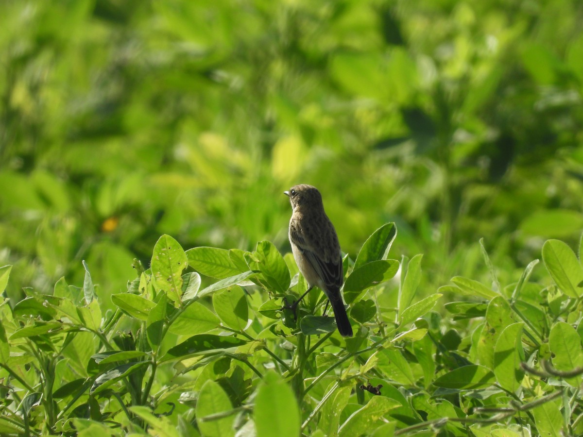 Siberian Stonechat - ML643756442