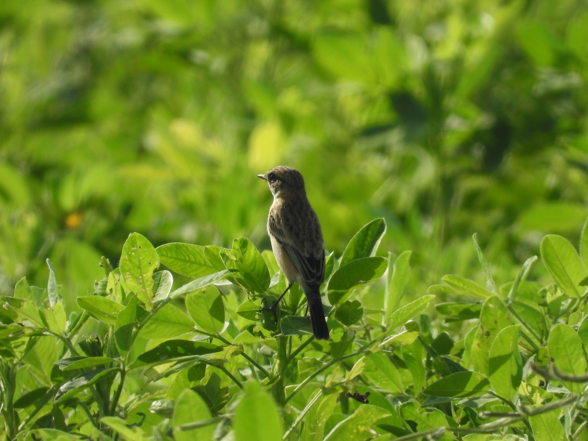 Siberian Stonechat - ML643756443