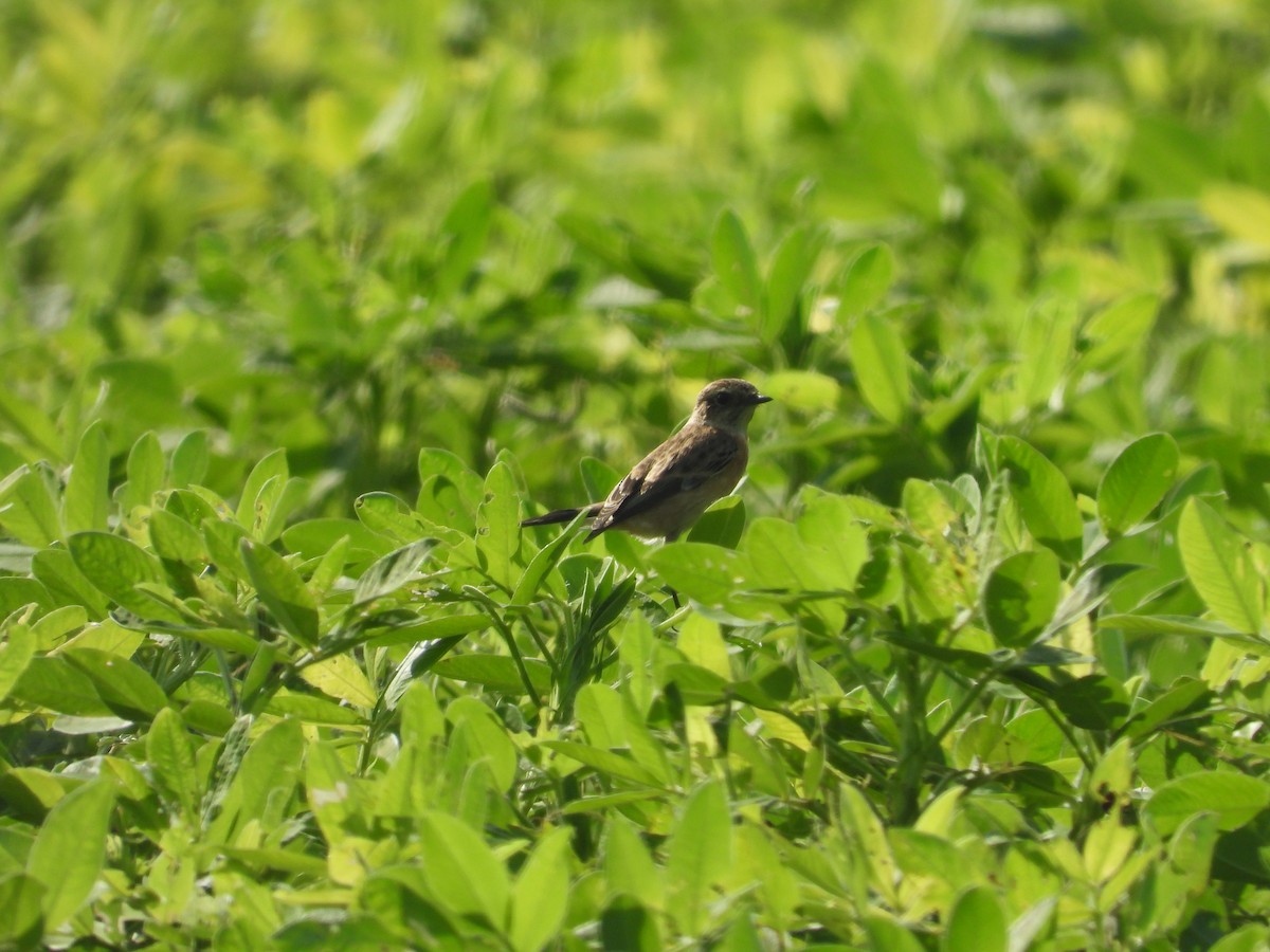 Siberian Stonechat - ML643756444