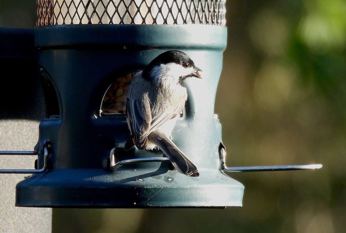 Carolina Chickadee - ML643756448