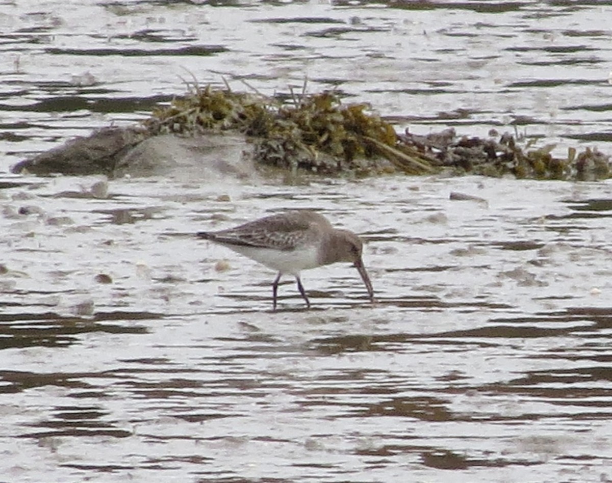 Dunlin - ML643756449