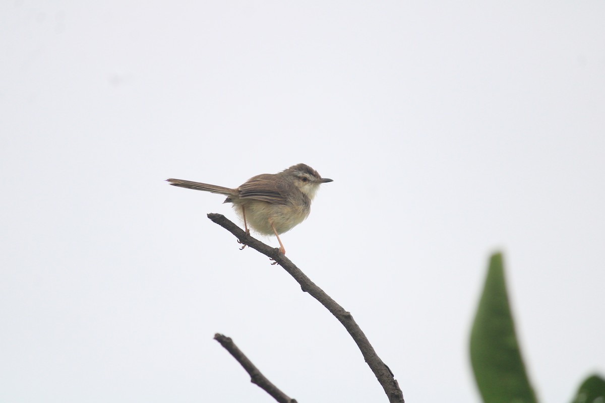 Plain Prinia - ML643756450