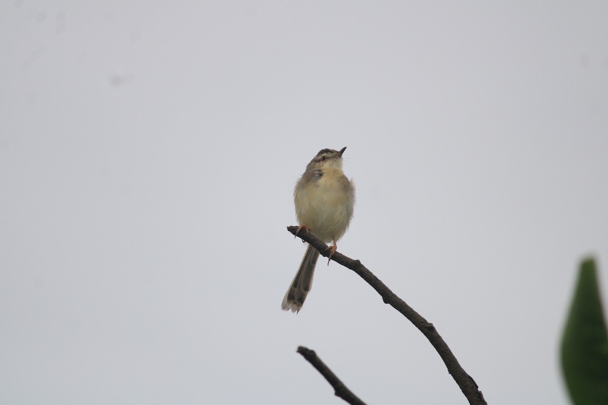 Plain Prinia - ML643756451