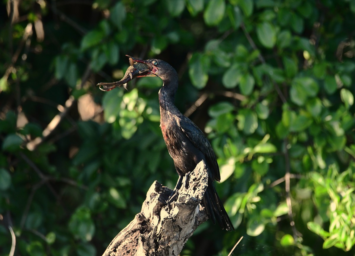 Neotropic Cormorant - ML643756458