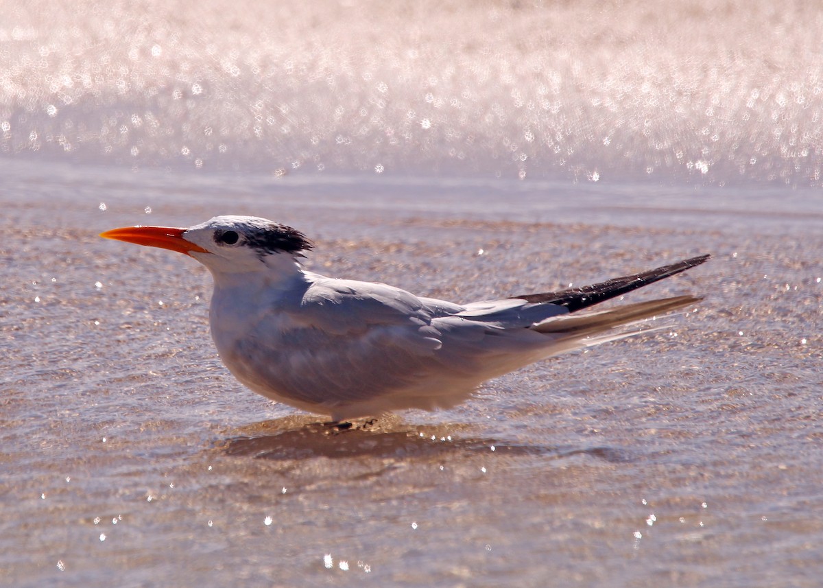 Royal Tern - ML643756460