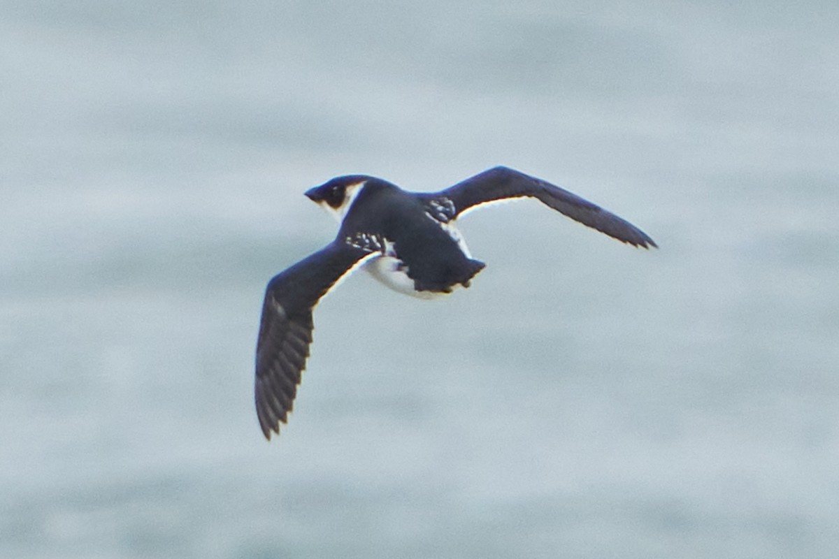 Dovekie - ML643756471