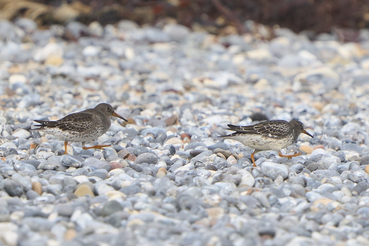 jespák mořský - ML643756497