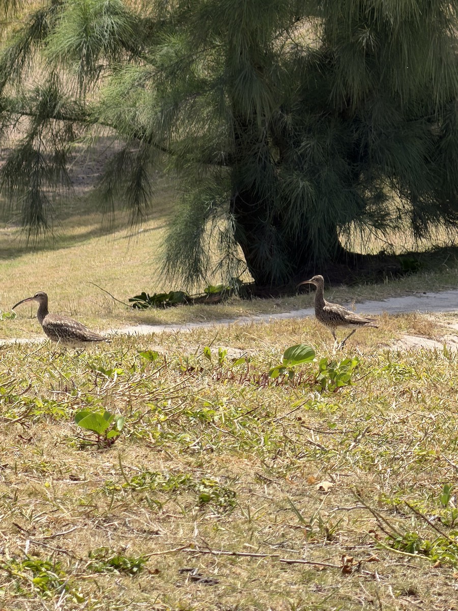 Eurasian Whimbrel - ML643756503