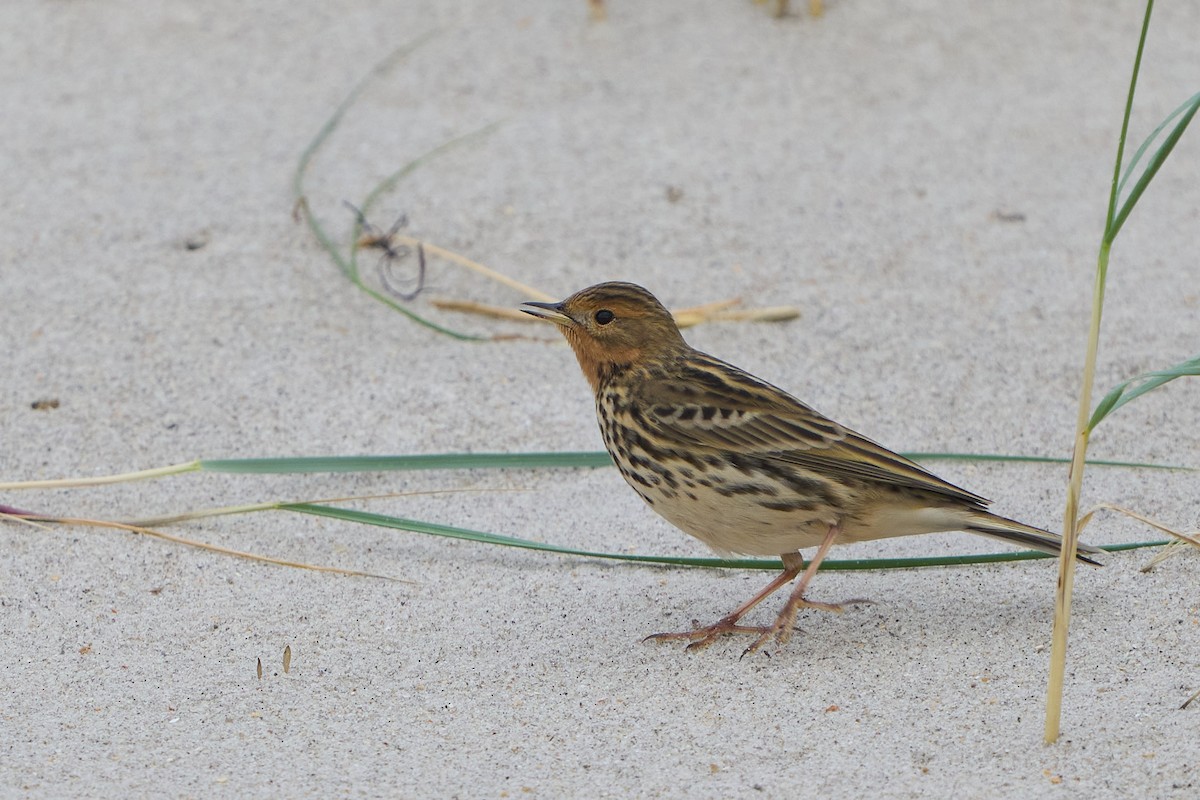 linduška rudokrká - ML643756509