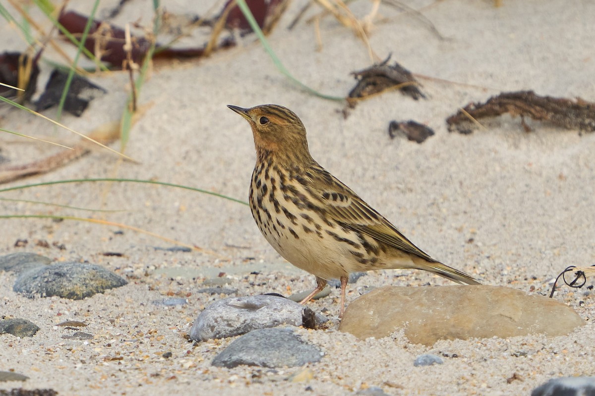 linduška rudokrká - ML643756511