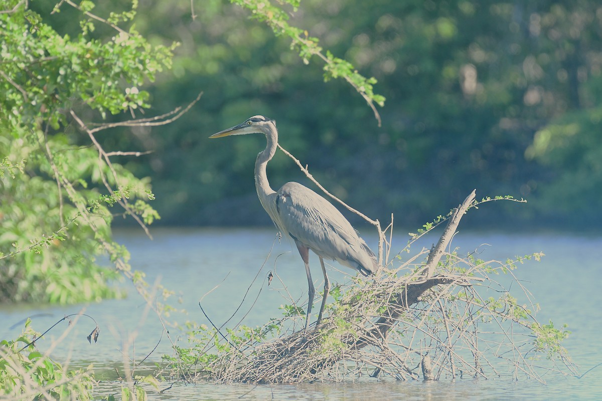 Great Blue Heron - ML643756533