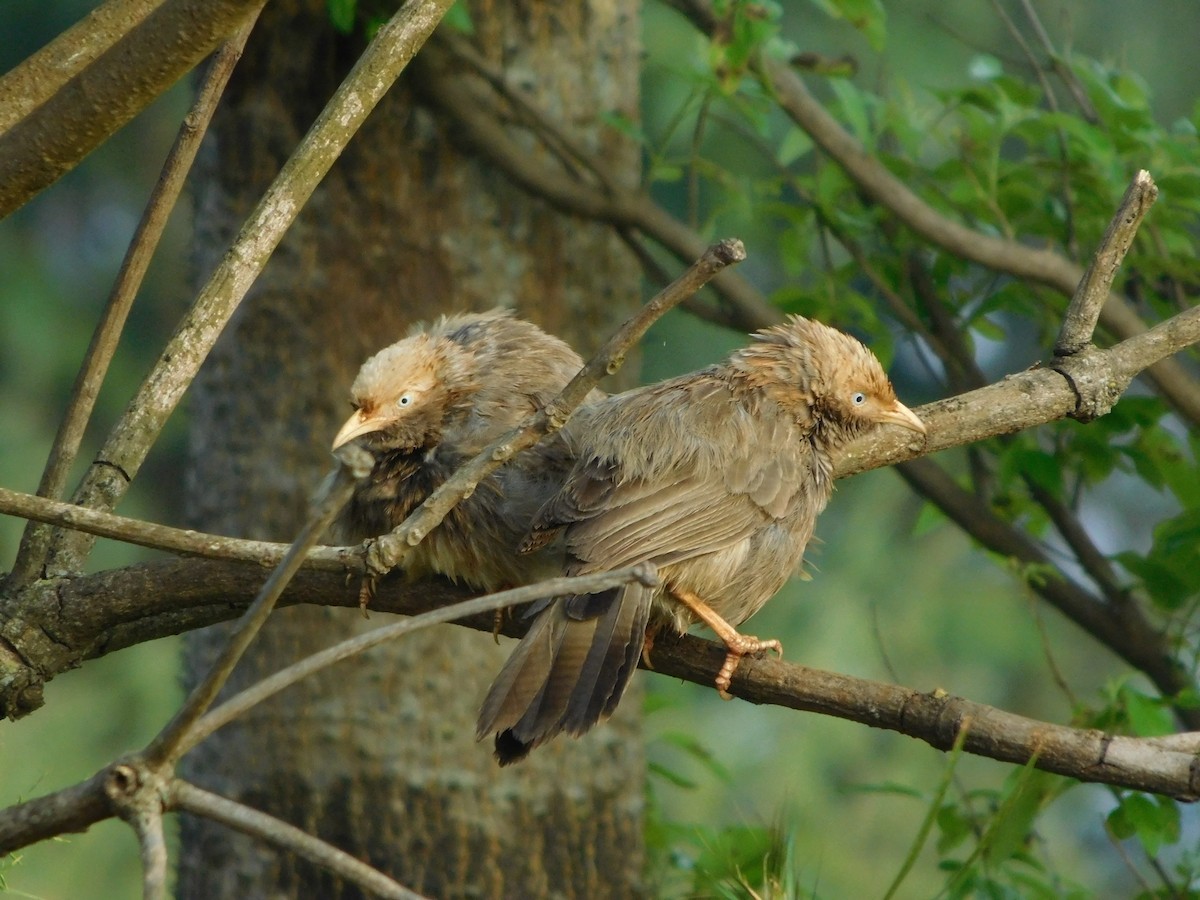Yellow-billed Babbler - ML643756553