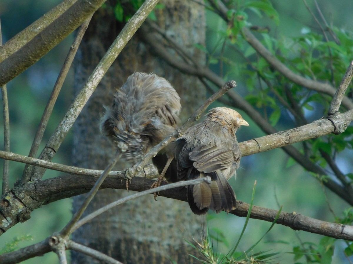 Yellow-billed Babbler - ML643756554