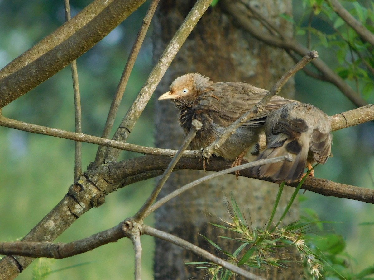 Yellow-billed Babbler - ML643756555