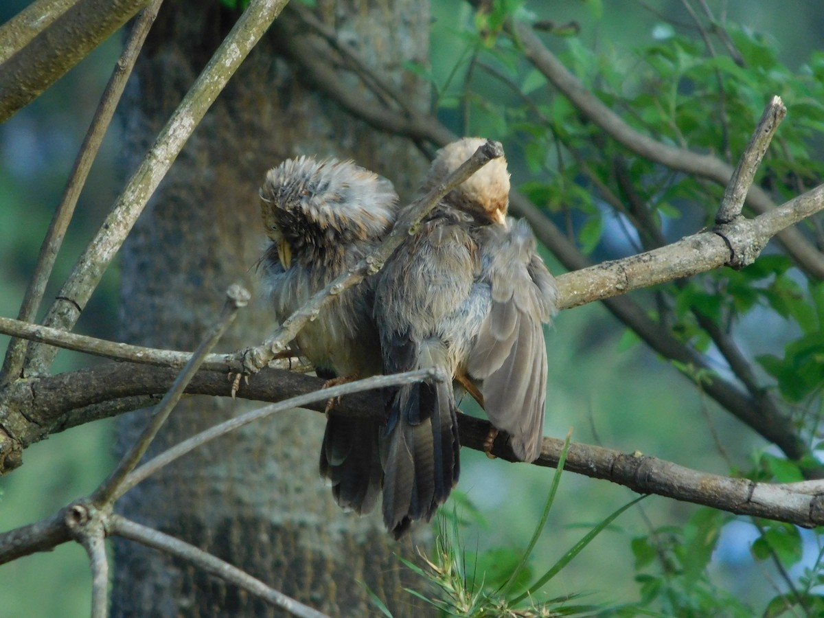 Yellow-billed Babbler - ML643756556