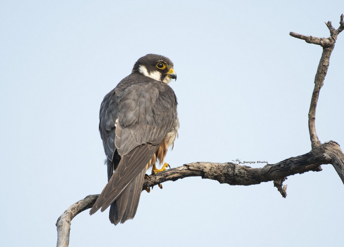 Eurasian Hobby - ML643756559