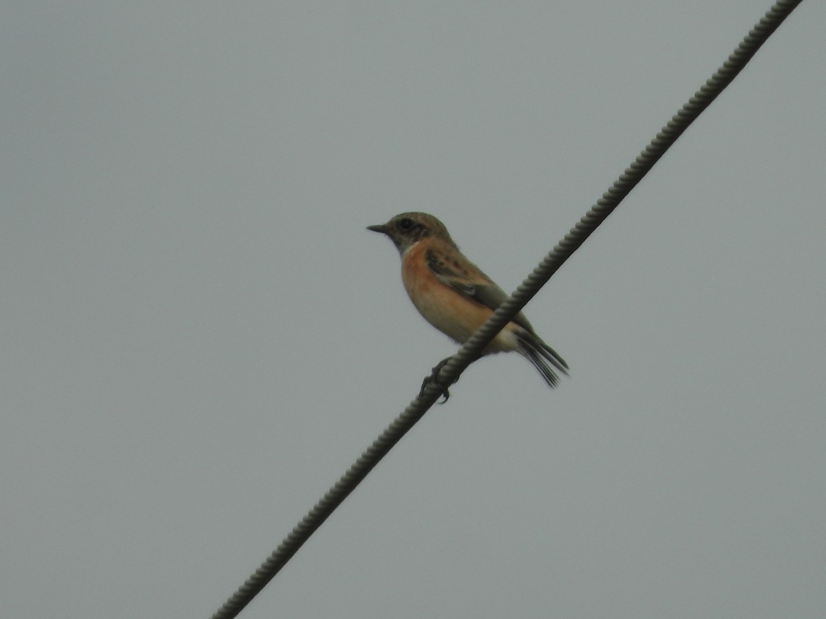 Siberian Stonechat - ML643756572