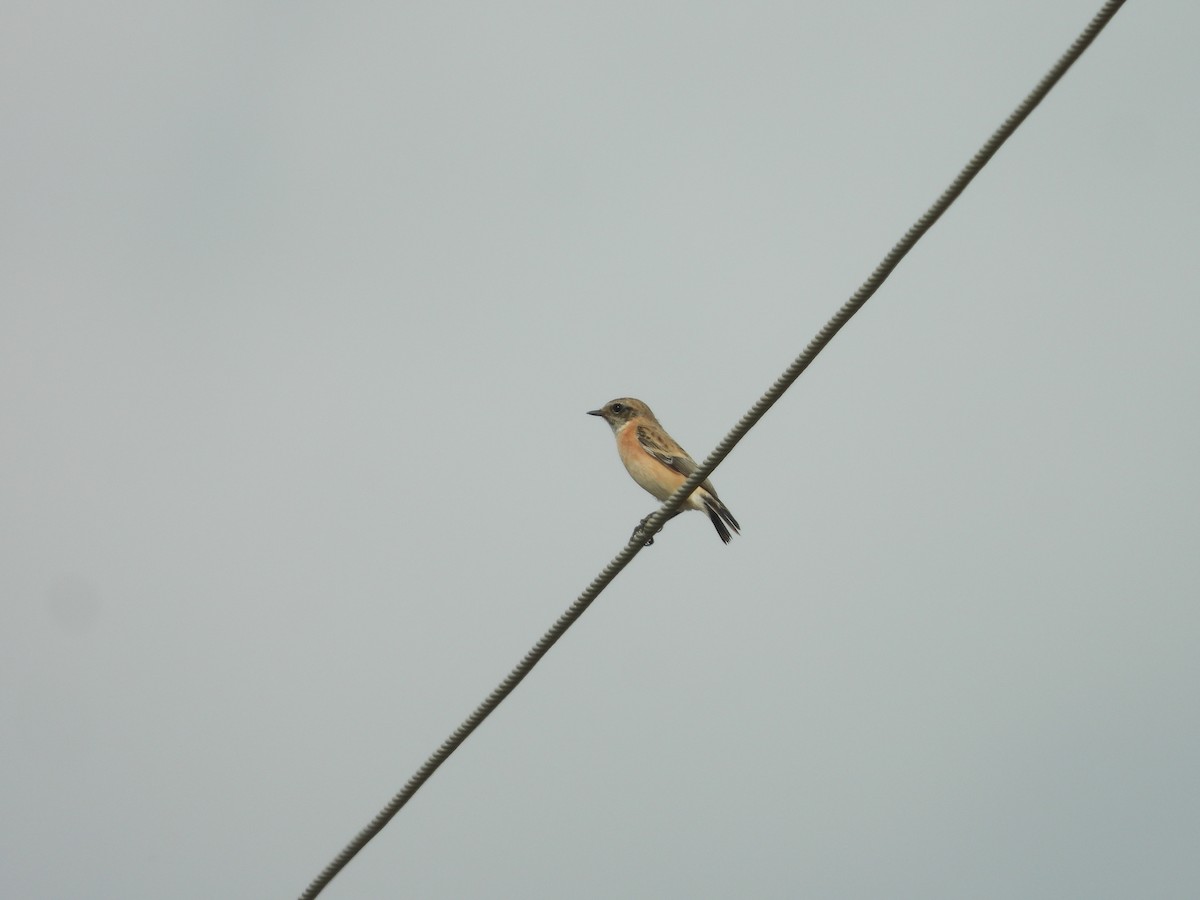 Siberian Stonechat - ML643756576