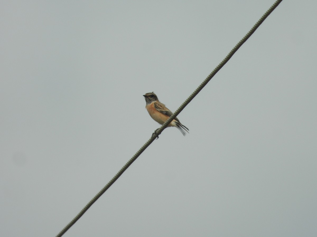Siberian Stonechat - ML643756577