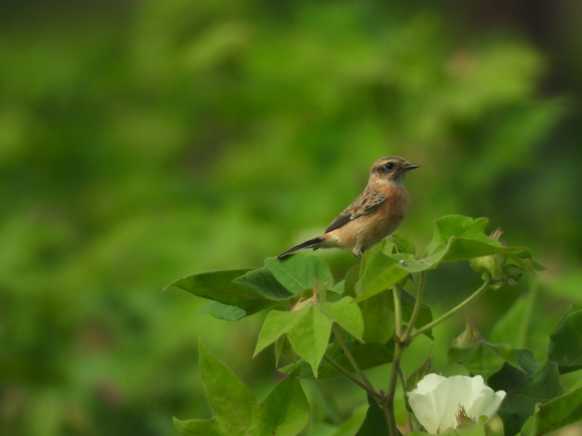 Siberian Stonechat - ML643756578