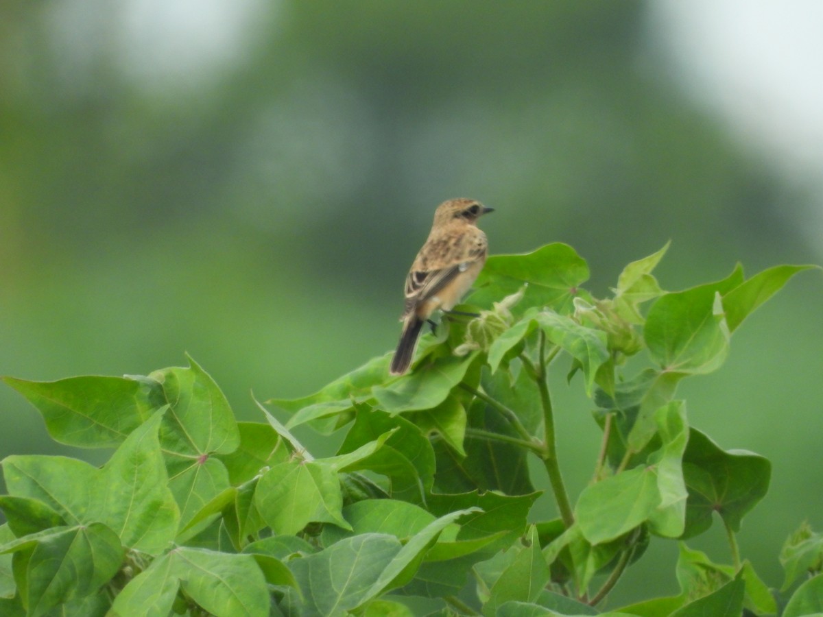 Siberian Stonechat - ML643756579