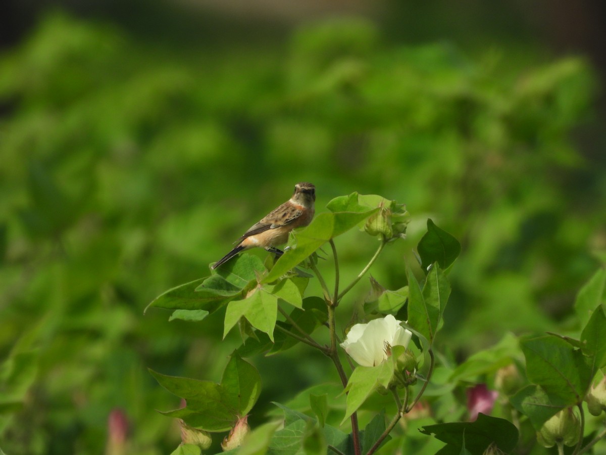 Siberian Stonechat - ML643756580