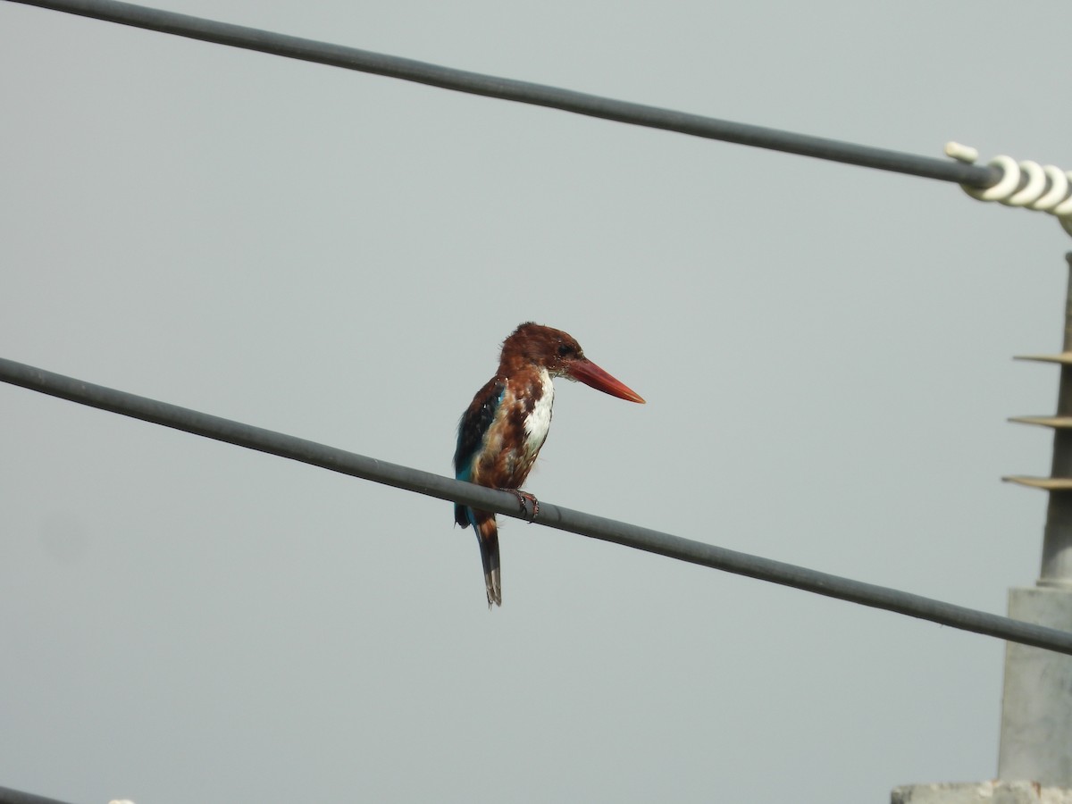 White-throated Kingfisher - ML643756589