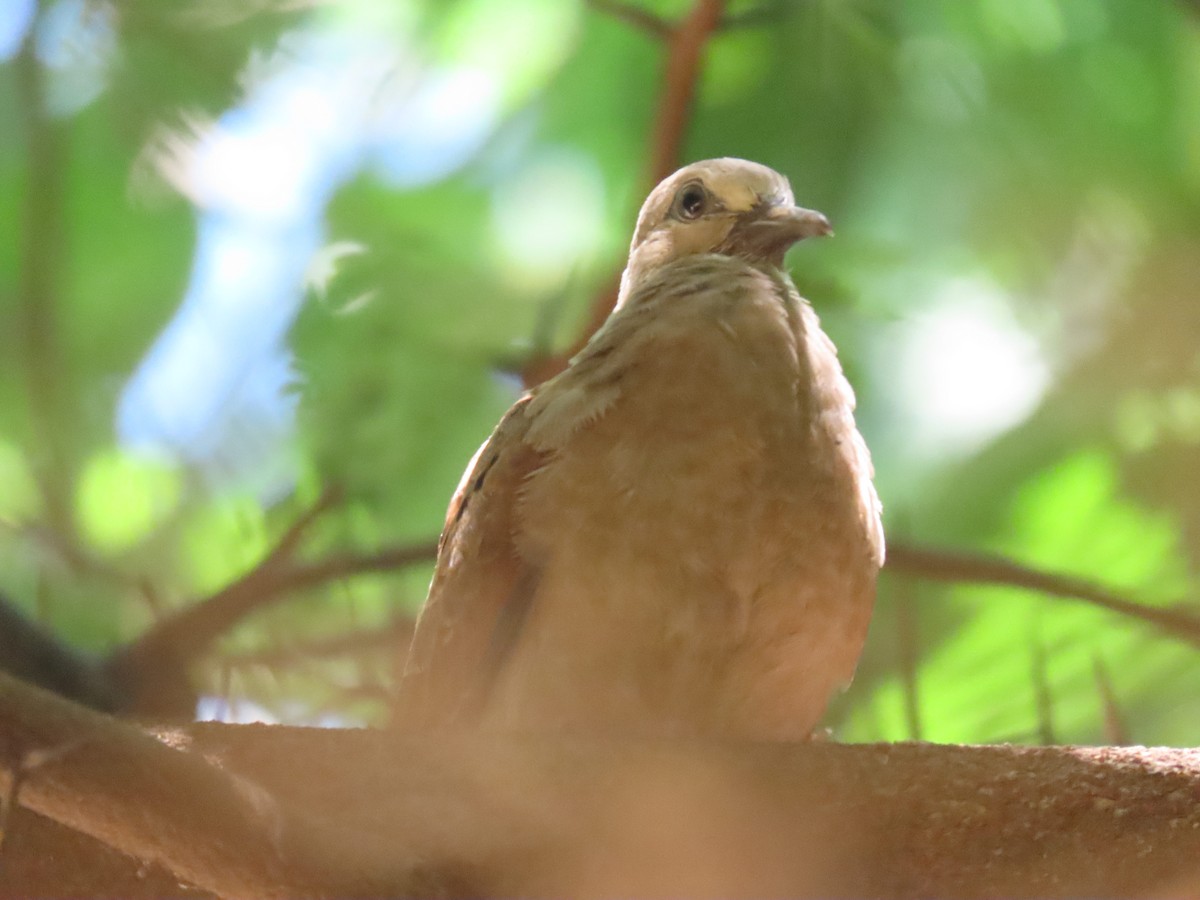 Ruddy Ground Dove - ML643756590