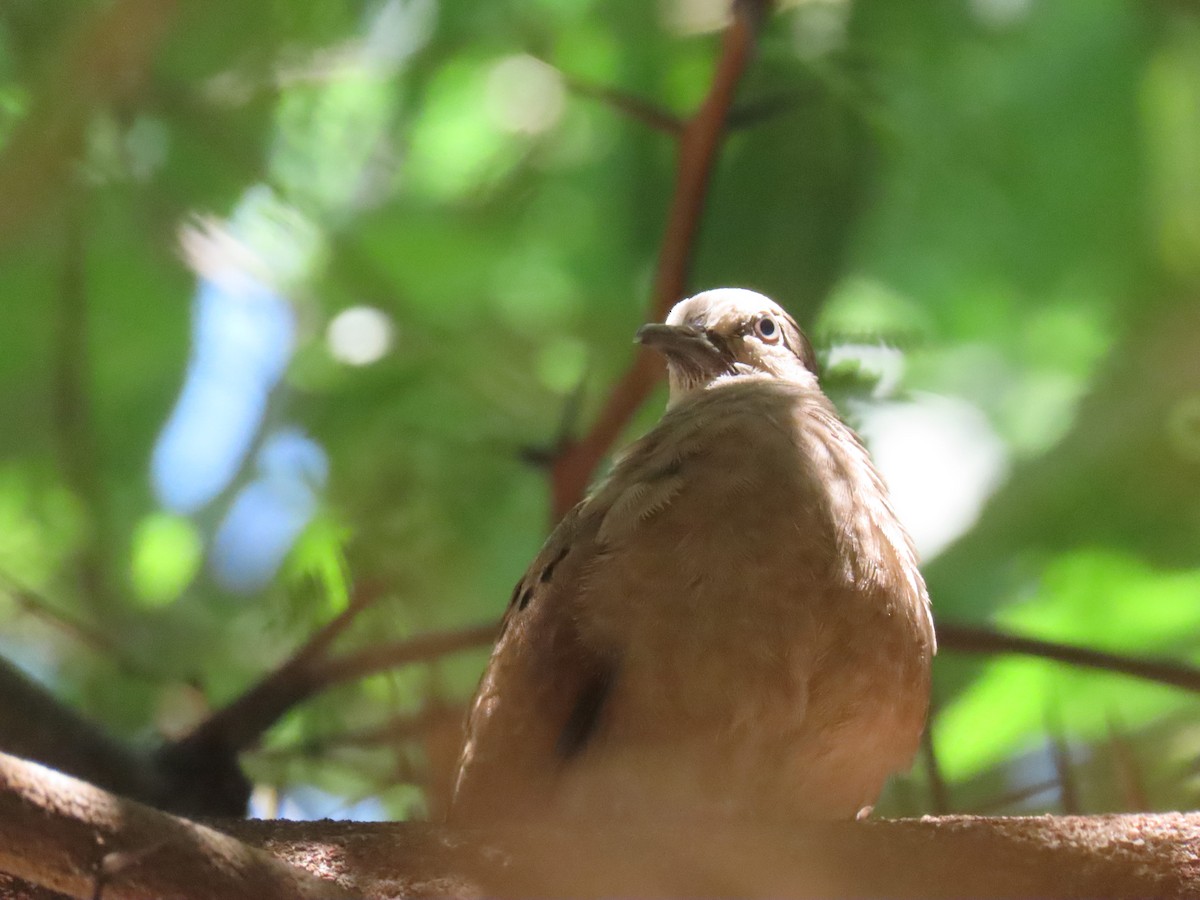 Ruddy Ground Dove - ML643756591