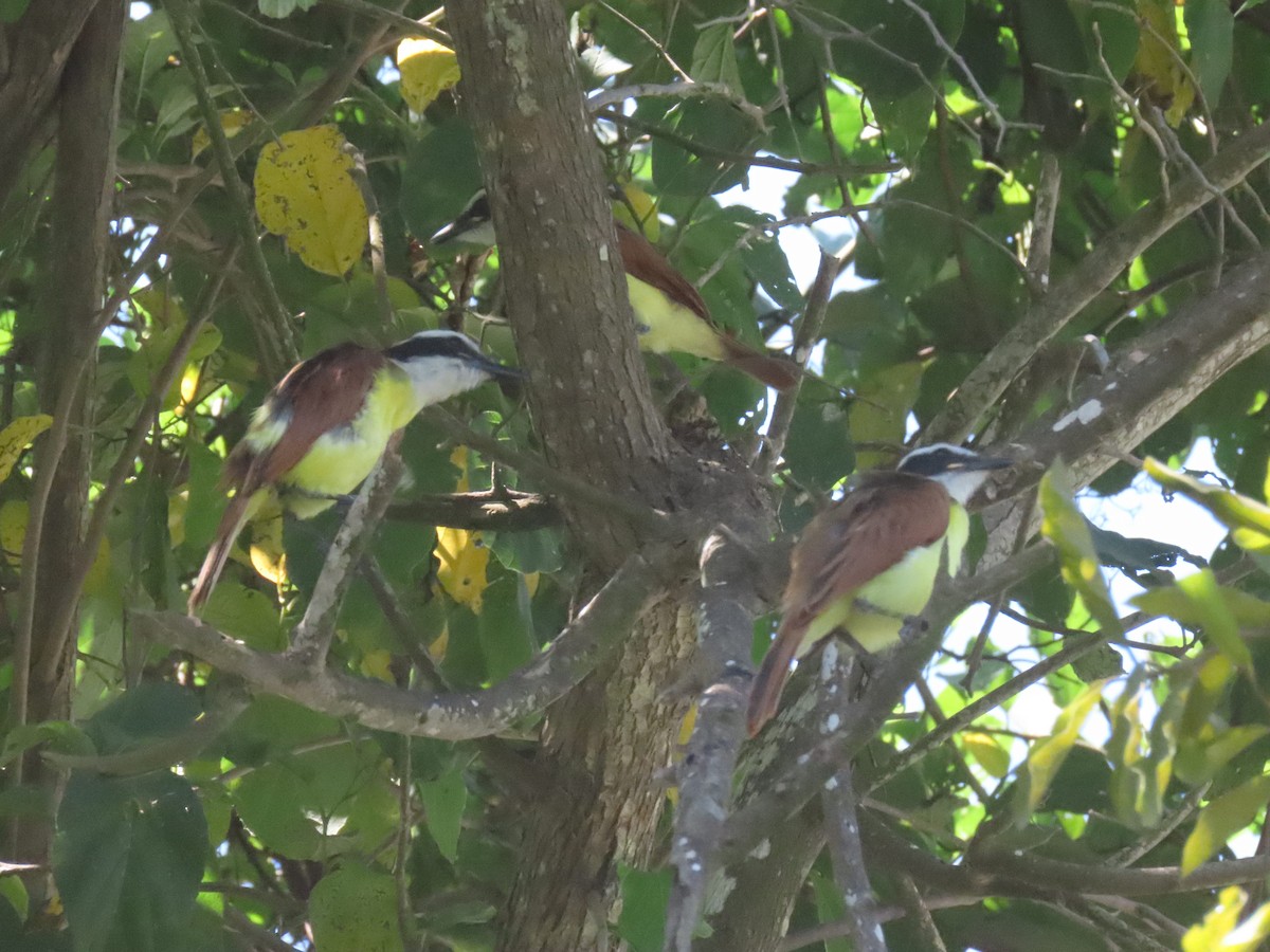 Great Kiskadee - ML643756612