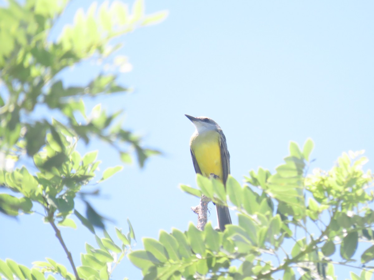 Tropical Kingbird - ML643756624