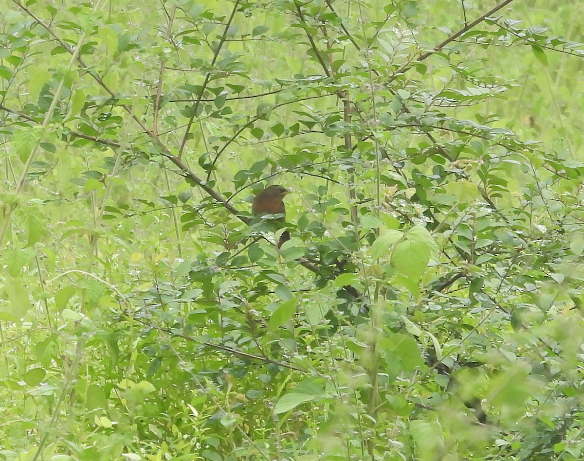 Kızıl Yedikardeş - ML643756627