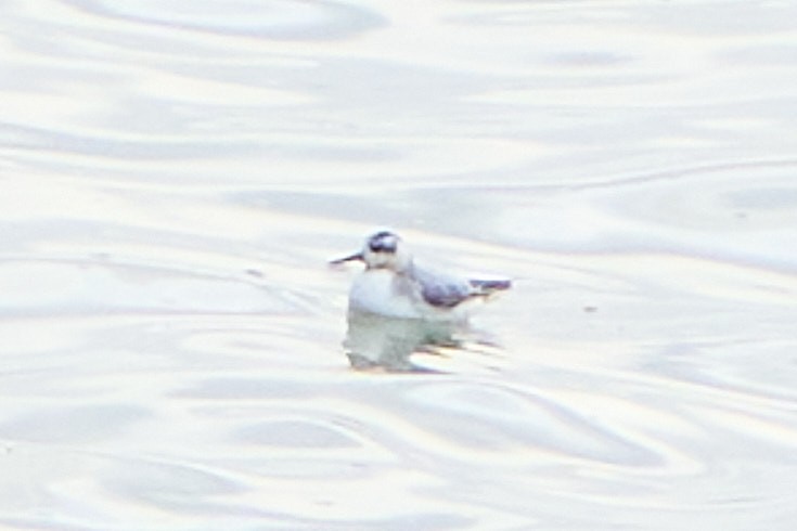 lyskonoh ploskozobý - ML643756628