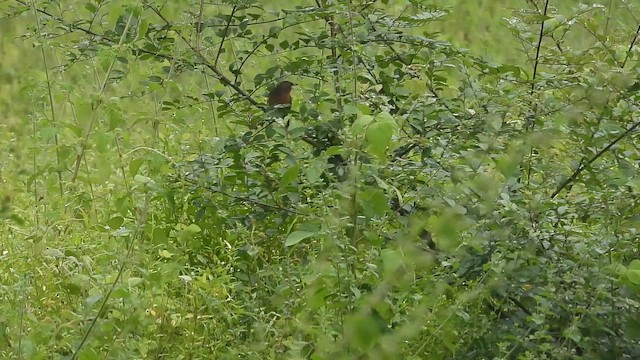 Kızıl Yedikardeş - ML643756629