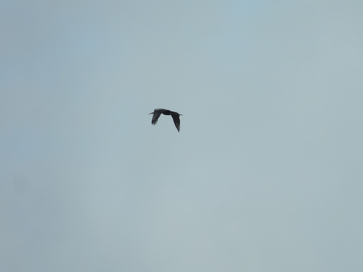 Anhinga asiarra - ML643756631