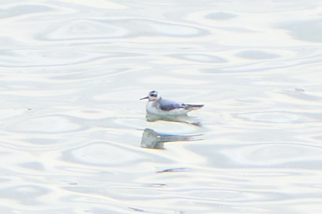 lyskonoh ploskozobý - ML643756633