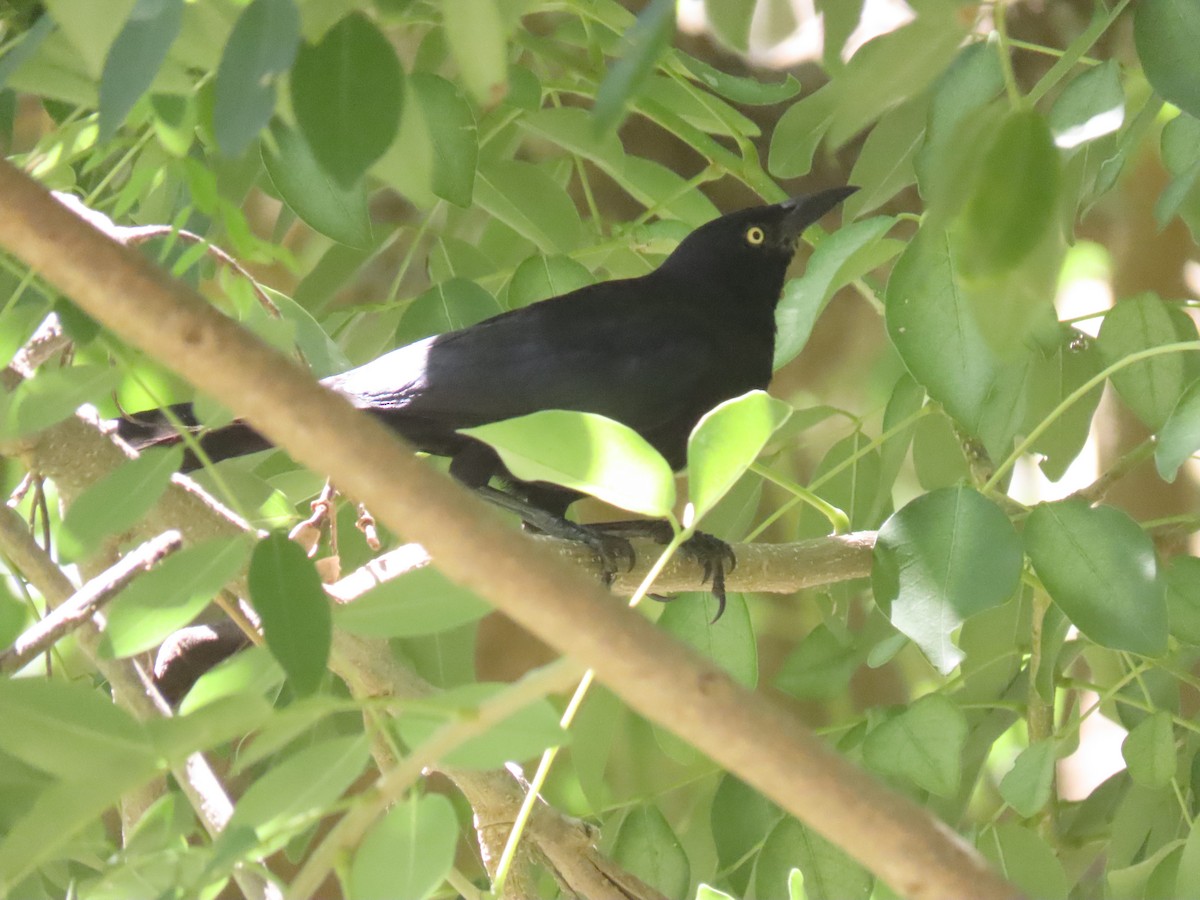 Great-tailed Grackle - ML643756635