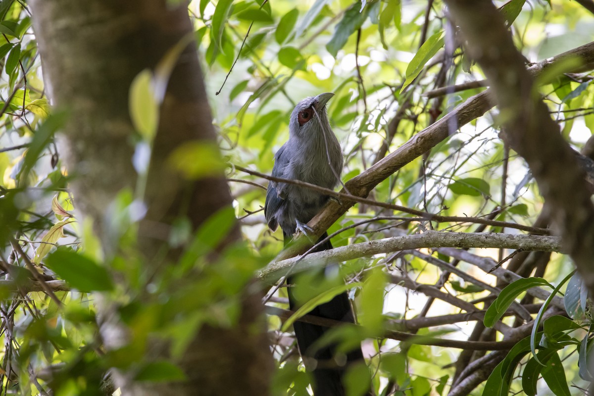 Green-billed Malkoha - ML643756638