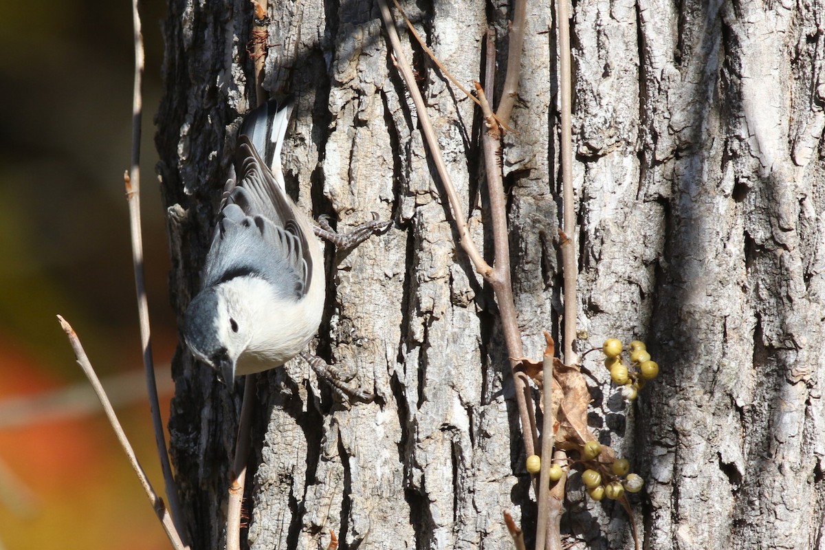 White-breasted Nuthatch - ML643756649