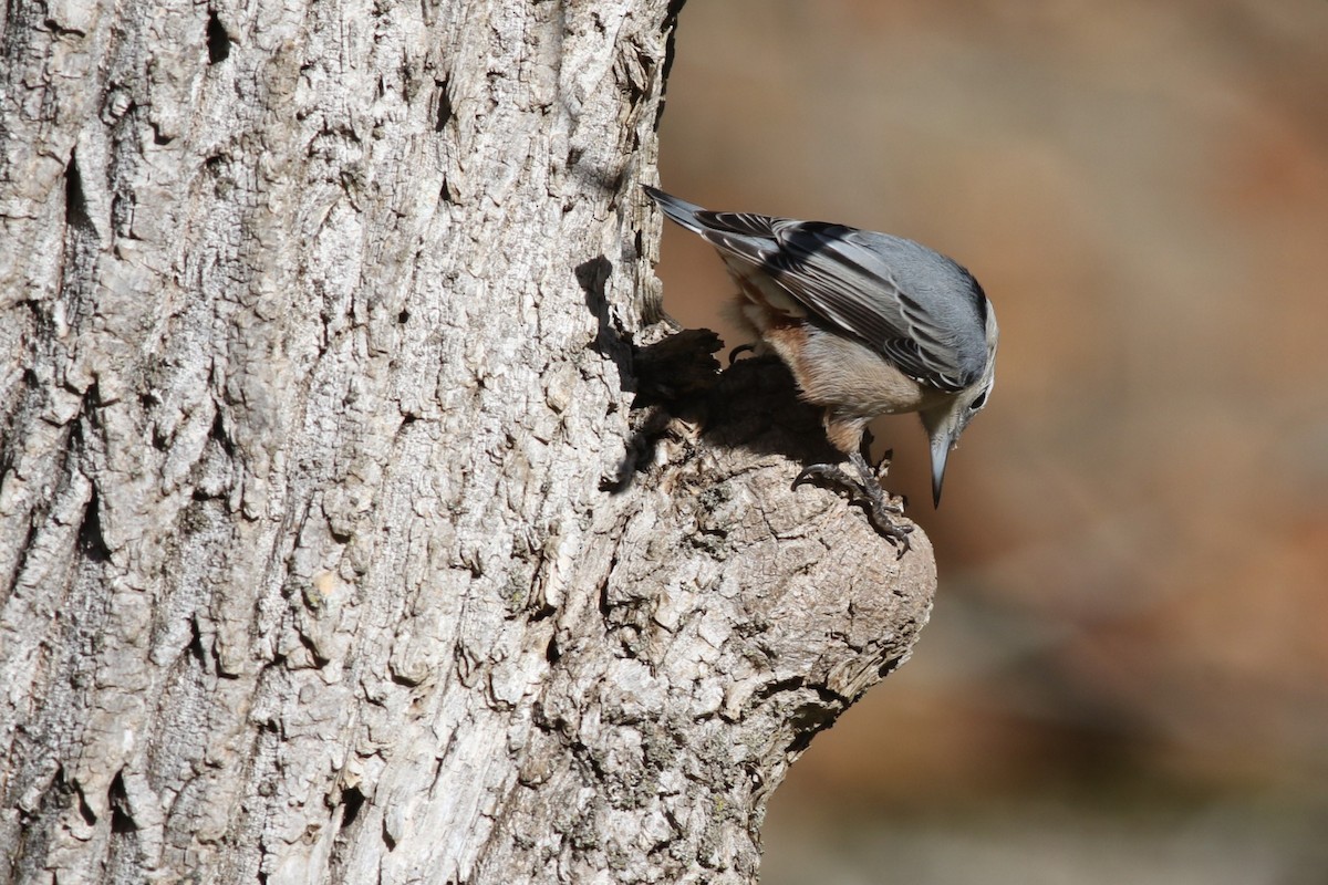 White-breasted Nuthatch - ML643756650