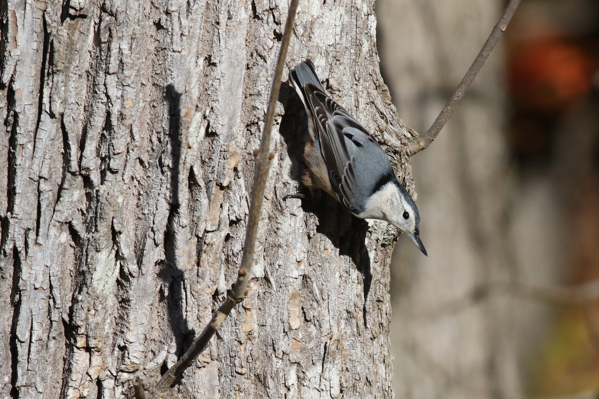 White-breasted Nuthatch - ML643756651