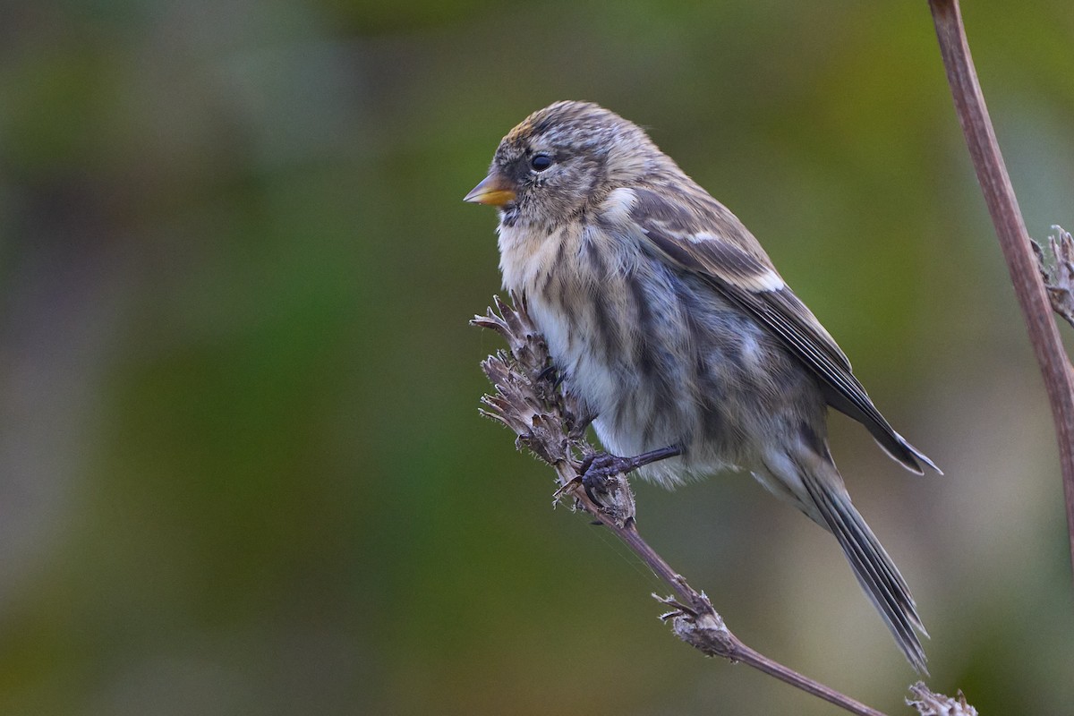 čečetka zimní - ML643756652