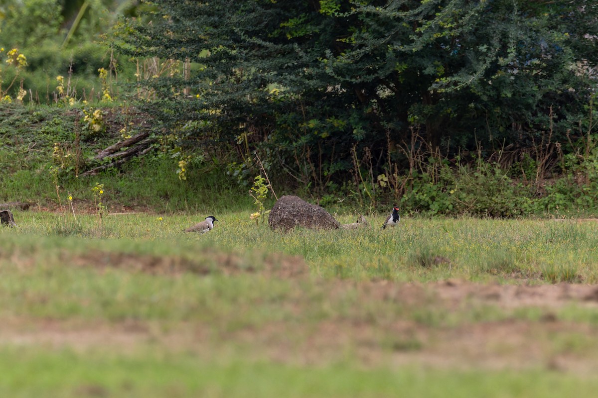 River Lapwing - ML643756661