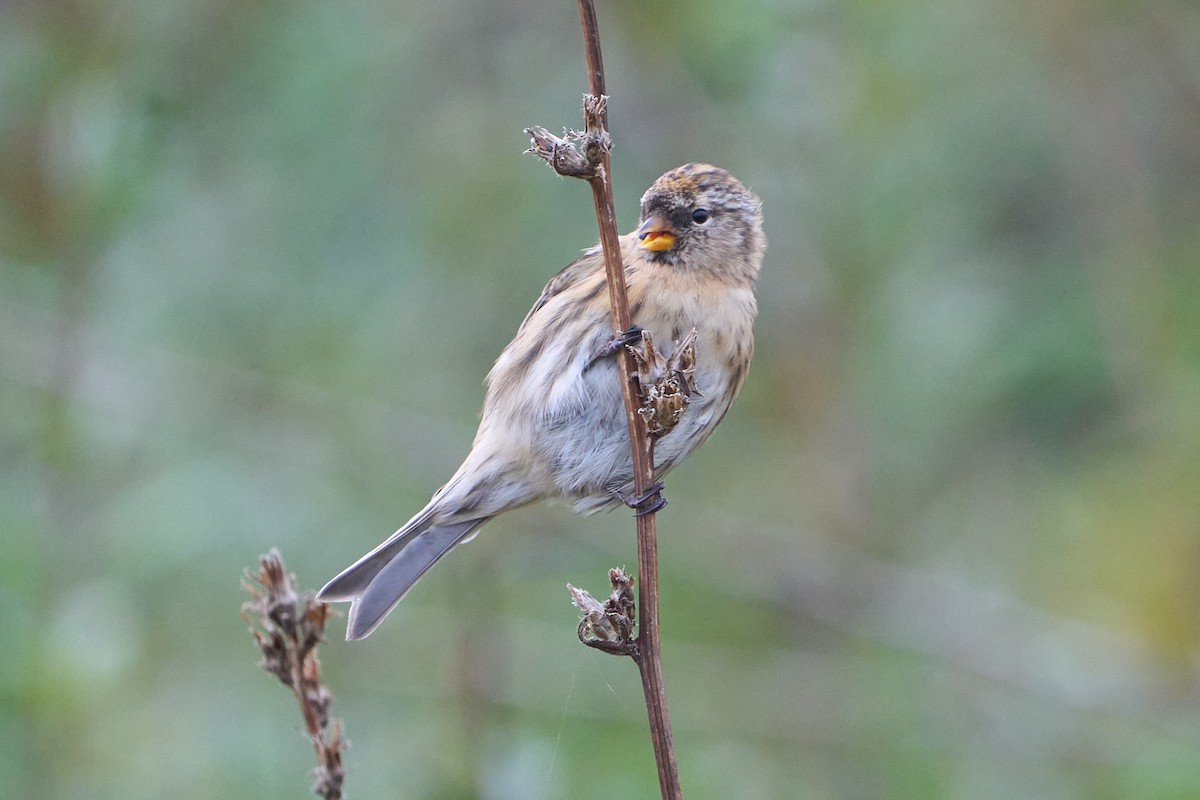 čečetka zimní - ML643756665