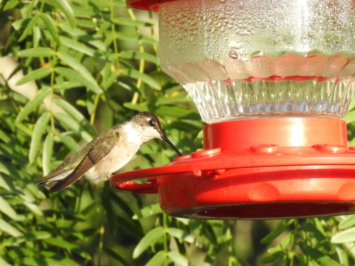 Black-chinned Hummingbird - ML643756672